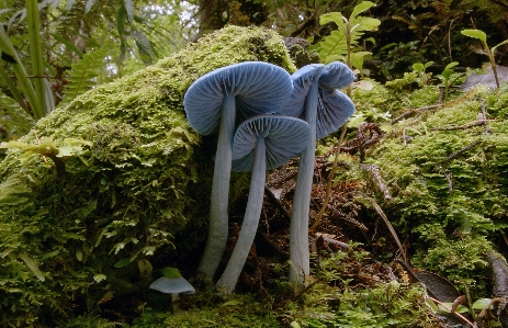 木 自然 森 草 写真