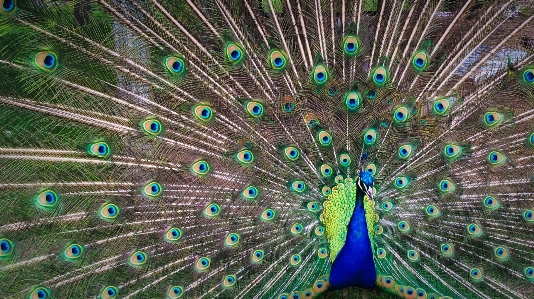 Foto Burung sayap hijau paruh