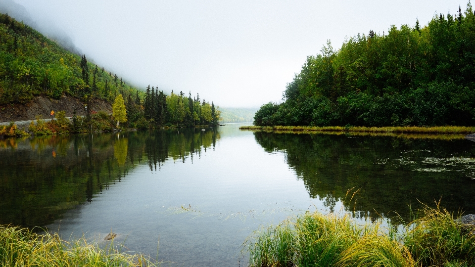 Landschaft baum wasser natur