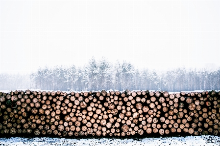 Tree forest snow winter Photo