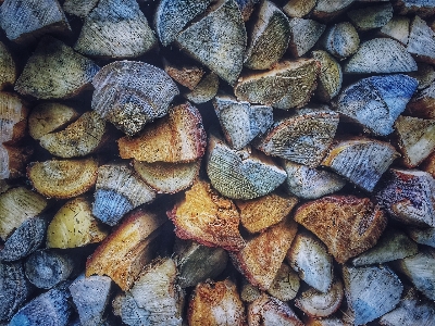 Rock wood texture leaf Photo