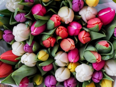 Blossom plant flower petal Photo