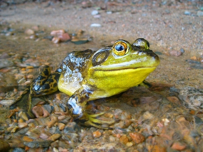 Foto Acqua animali selvatici biologia rana