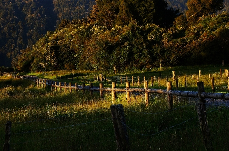 Foto Lanskap pohon alam hutan