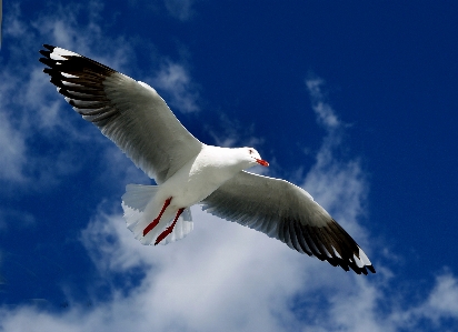 Foto Burung sayap laut
 camar