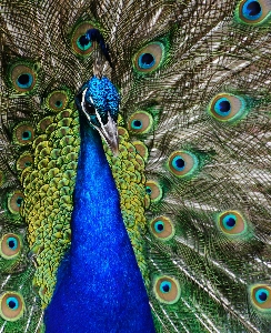 Foto Burung sayap hijau paruh