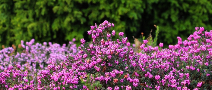 Nature grass blossom plant Photo