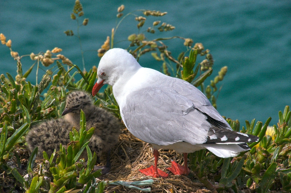 Doğa kuş kanat deniz kuşu
