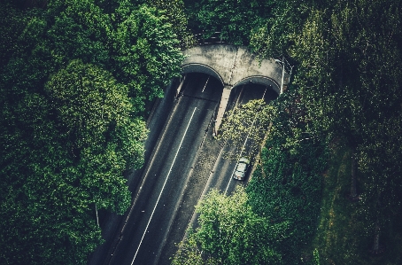 Tree forest road bridge Photo