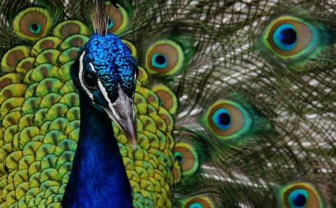 Vogel flügel schnabel fauna Foto