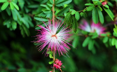 Foto árvore natureza filial florescer