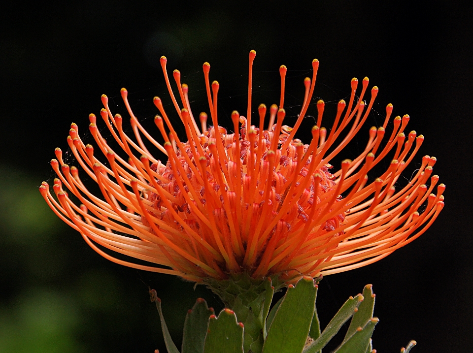 Natureza plantar fotografia folha