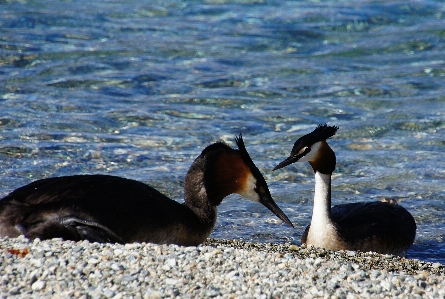 海 水 鳥 野生動物 写真