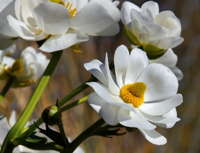 Blossom plant flower petal Photo