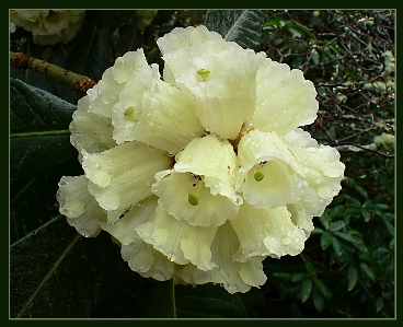 Blossom plant flower produce Photo