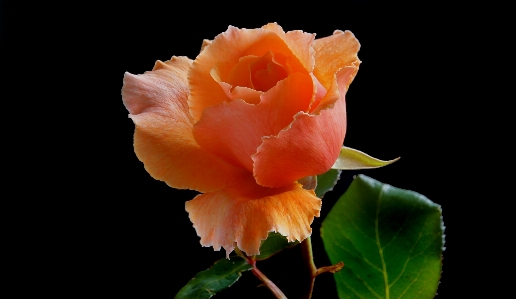 Plant flower petal rose Photo