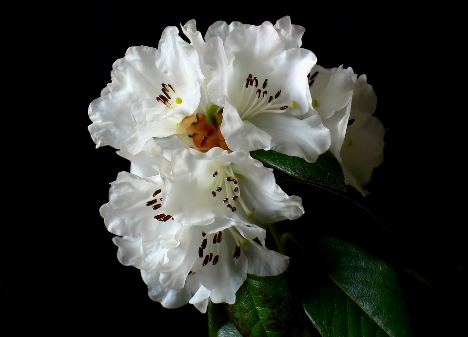 Blüte schnee anlage blume