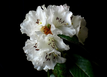 Blossom snow plant flower Photo