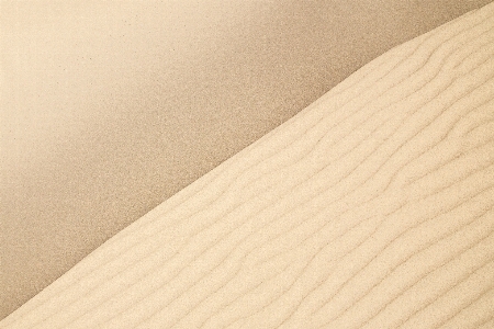 Sand wing wood arid Photo