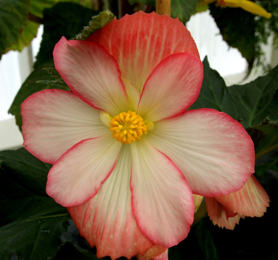 Plantar flor pétala vermelho