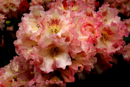 Tree blossom plant flower Photo