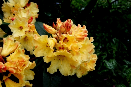 Plant leaf flower petal Photo