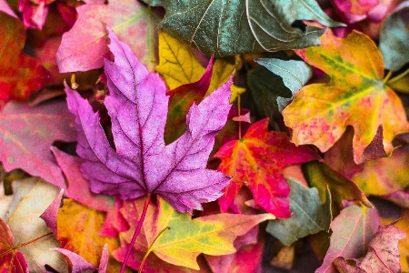 Tree branch plant leaf Photo