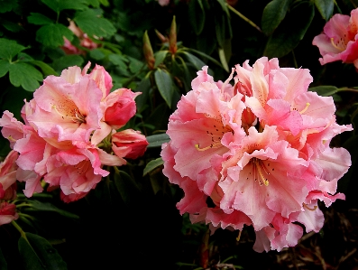 Blossom plant flower pink Photo