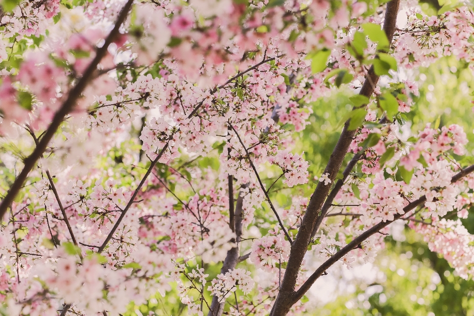 Tree branch blossom plant