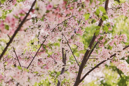 Foto Albero ramo fiore pianta