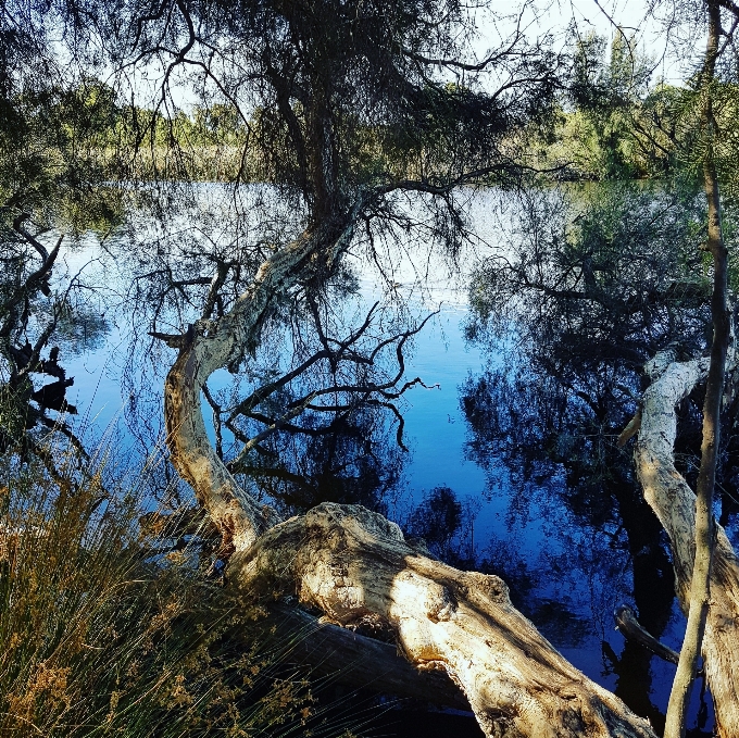 Krajobraz drzewo woda natura