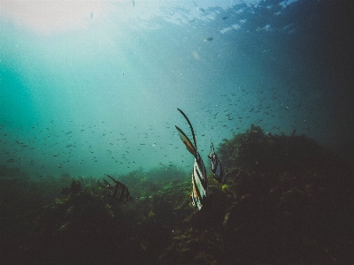 Sea water ocean sunlight Photo