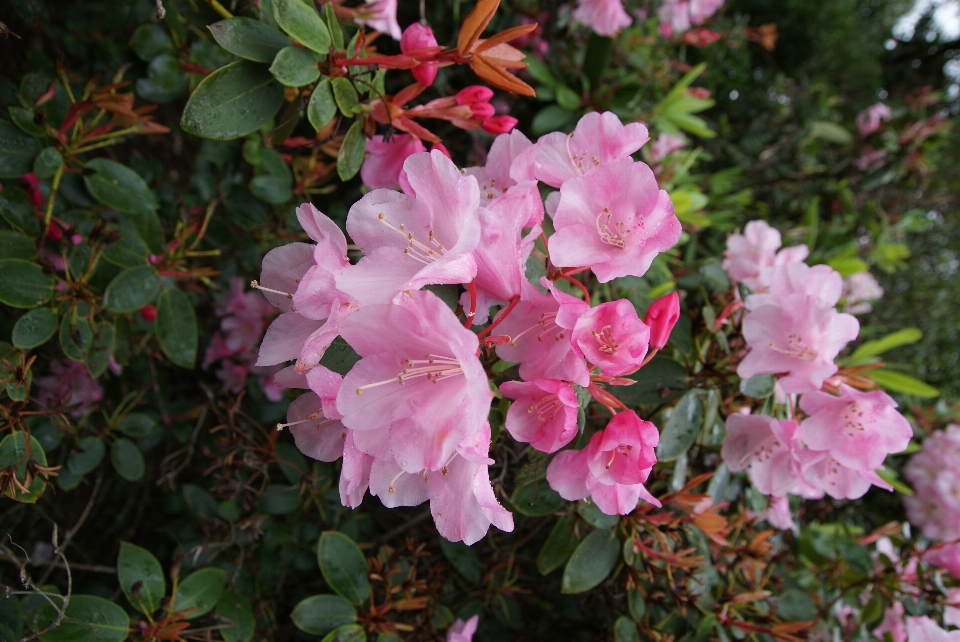 Plantar flor botânica
 flores