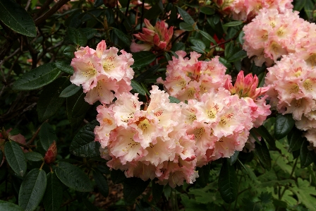 Blossom plant flower botany Photo