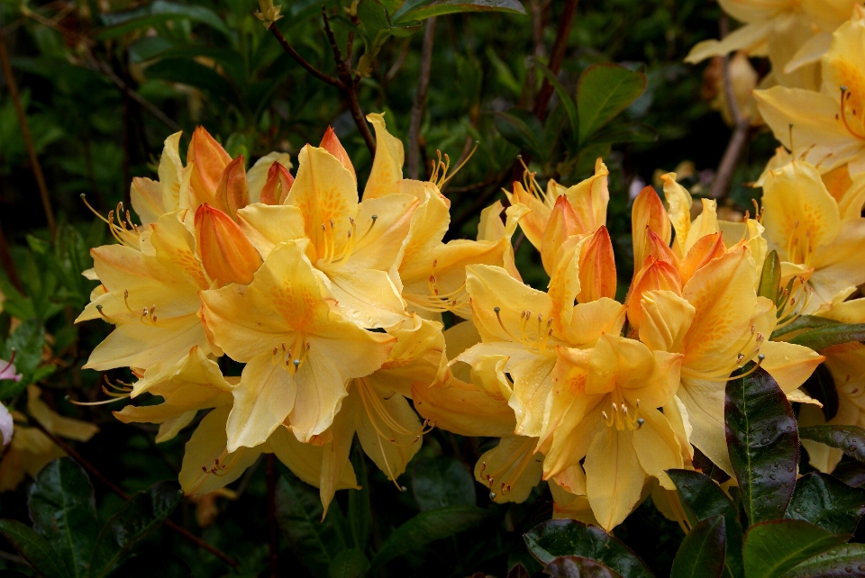 Plant flower botany yellow