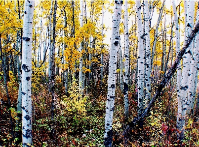 Tree forest branch plant Photo