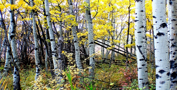 Tree forest branch plant Photo