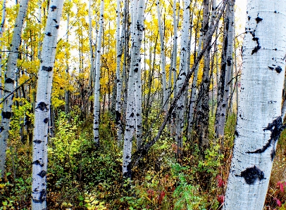 Tree forest branch plant Photo