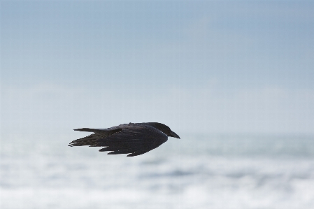 海 鳥 羽 空 写真