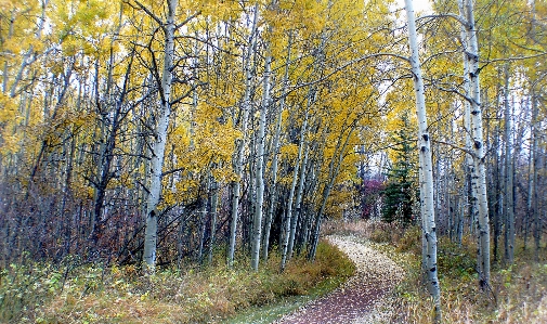 Tree forest branch plant Photo