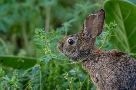 Foto Grama flor animal animais selvagens