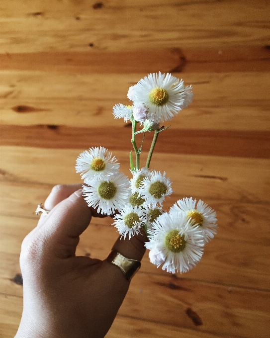 Anlage weiss blume blütenblatt