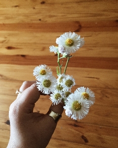 Foto Tanaman putih bunga daun