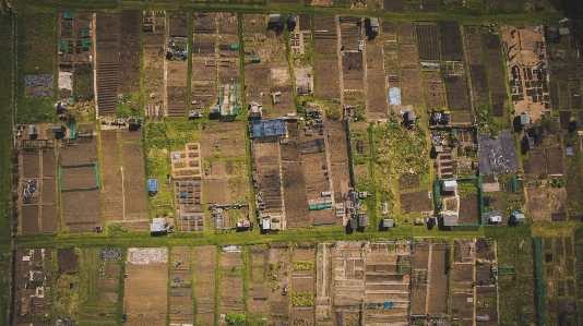 Foto árvore grama ar livre mansão
