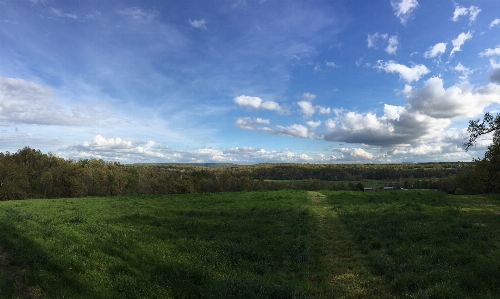 Photo Paysage arbre nature herbe