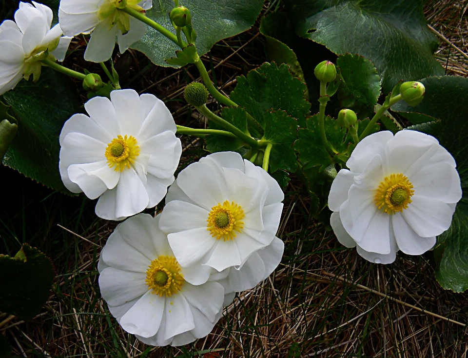 Nature usine fleur pétale