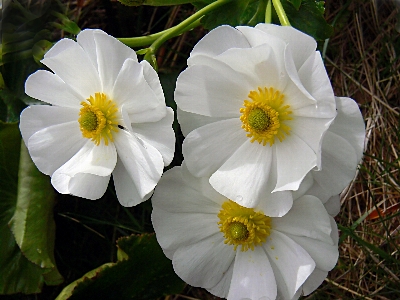 Blossom plant flower petal Photo