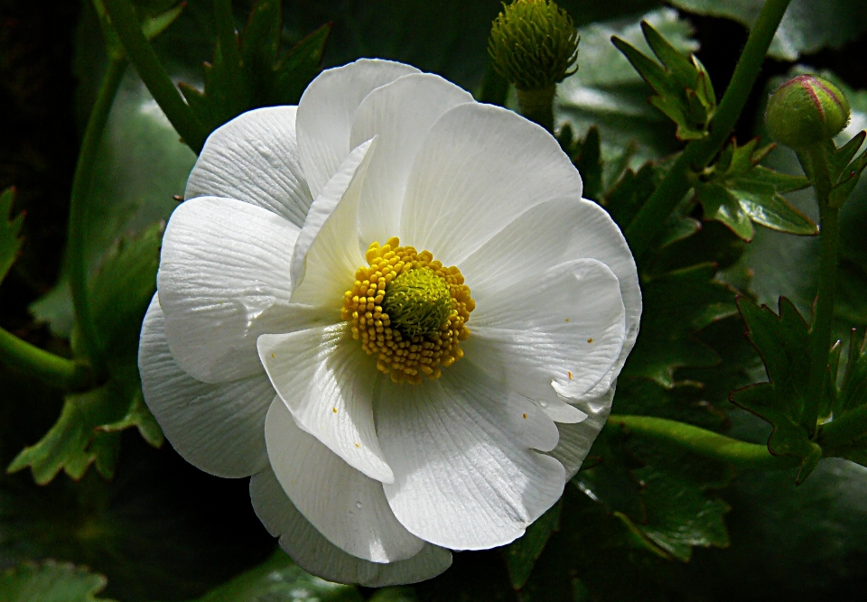 Natura fiore pianta petalo