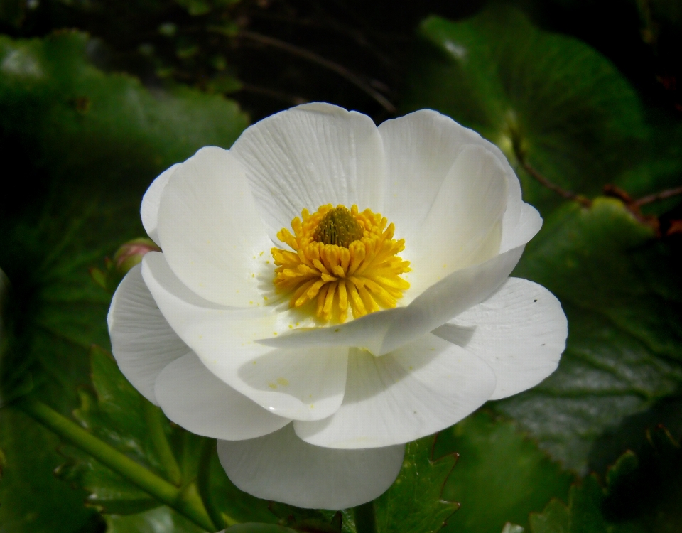 Natura fiore pianta petalo