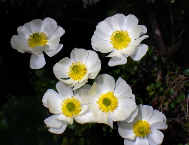 Blossom plant flower petal Photo